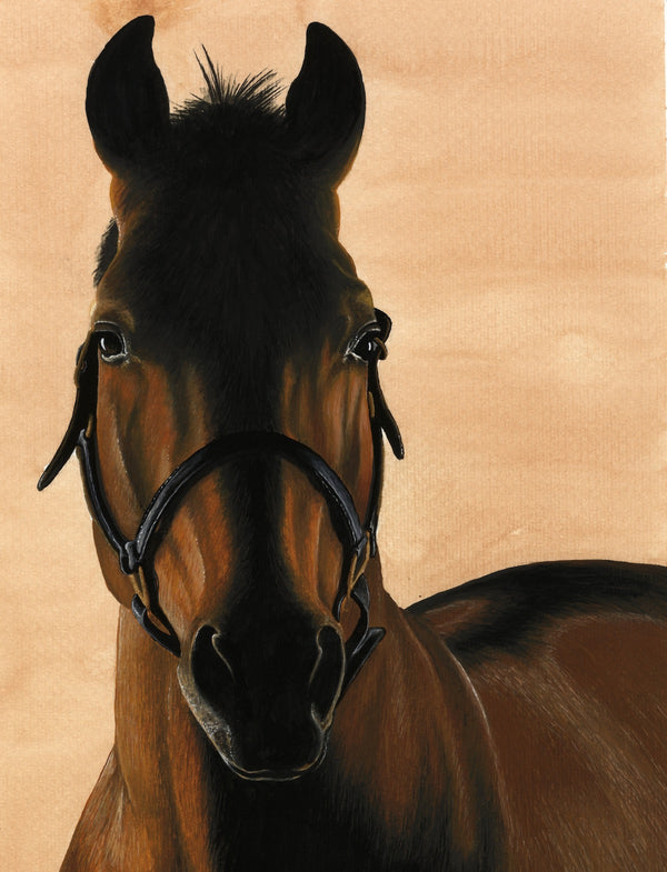 <p>Archie</p>
