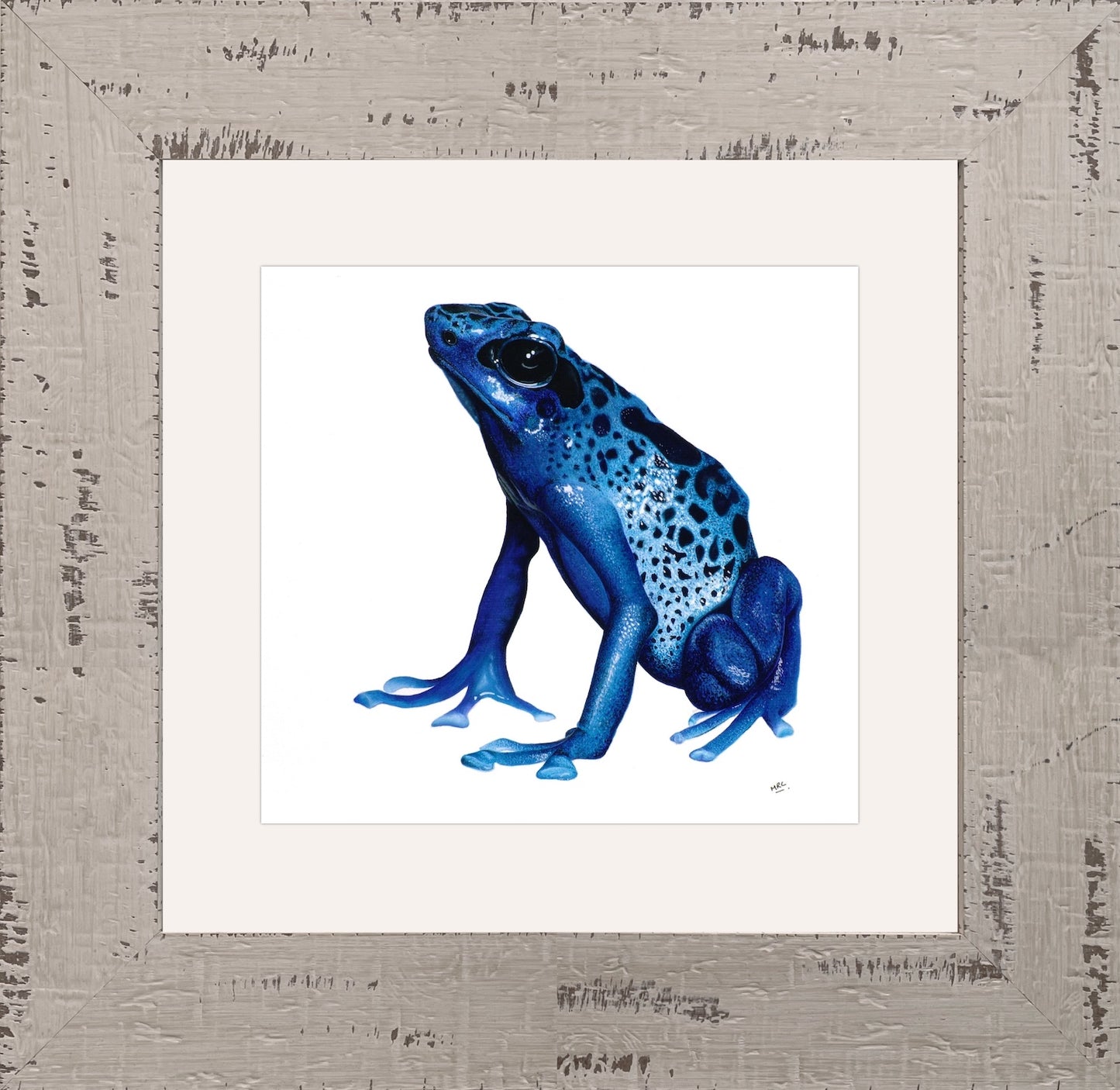 RAINFOREST BLUE