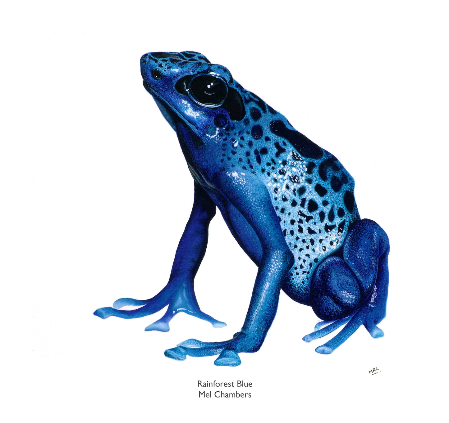 RAINFOREST BLUE