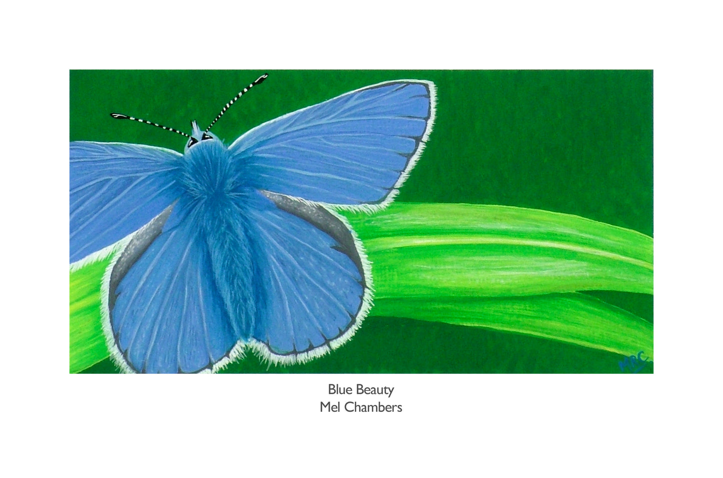 BLUE BEAUTY